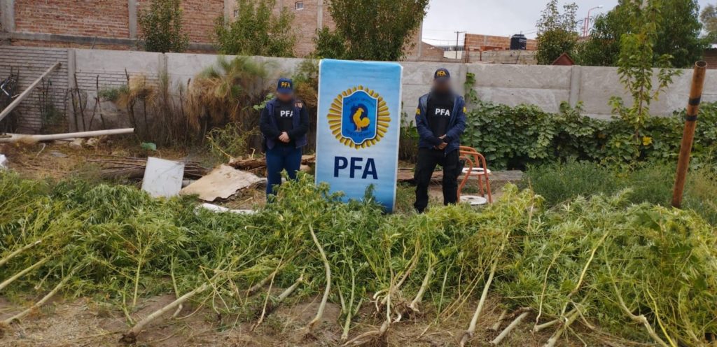 Río Negro: PFA secuestró 140 kilos de Marihuana