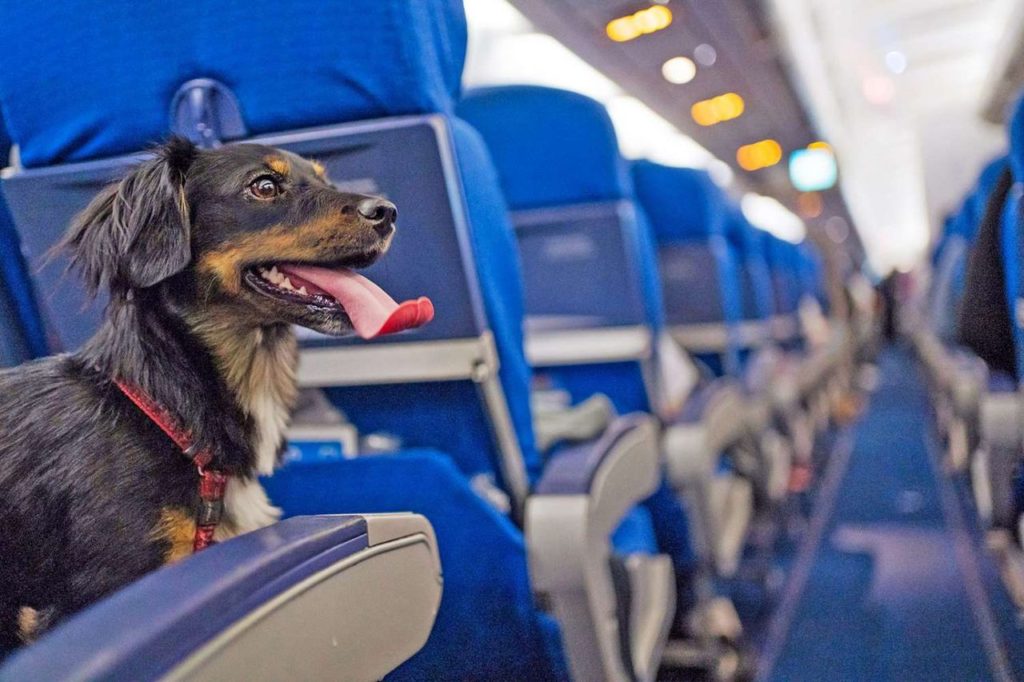 Lanzan una nueva aerolínea de lujo para perros