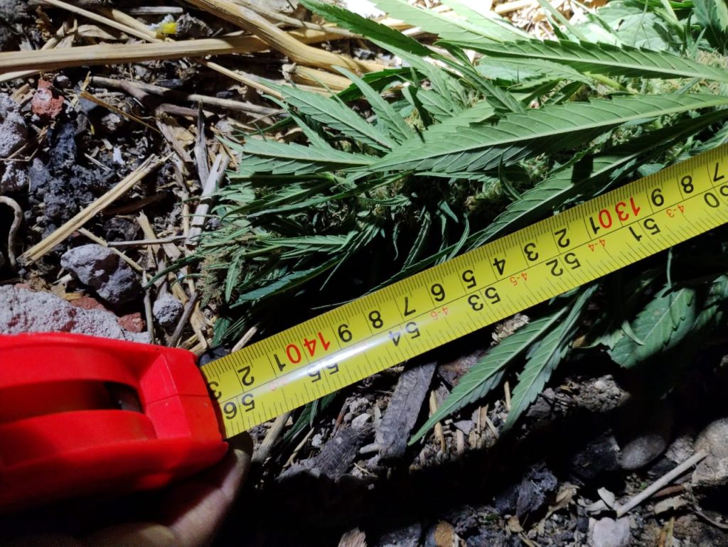 Le robaron sus plantas de marihuana, llamó a la policía y detuvieron al ladrón