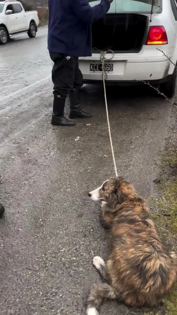 Indignación en San Martín de los Andes por hombre que arrastraba a su perro con el auto