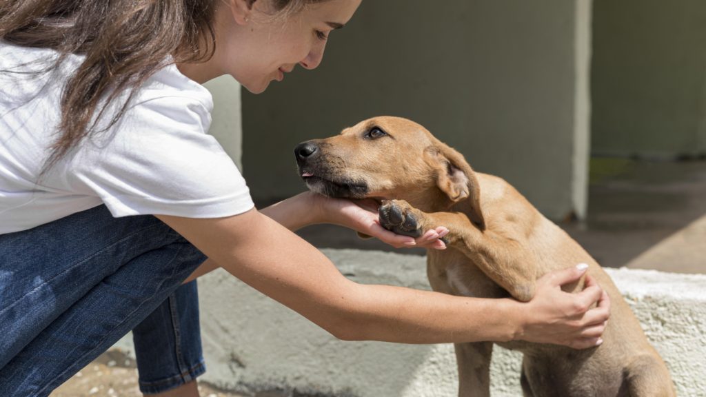Este domingo habrá una nueva jornada de adopción de perros y gatos en Neuquén