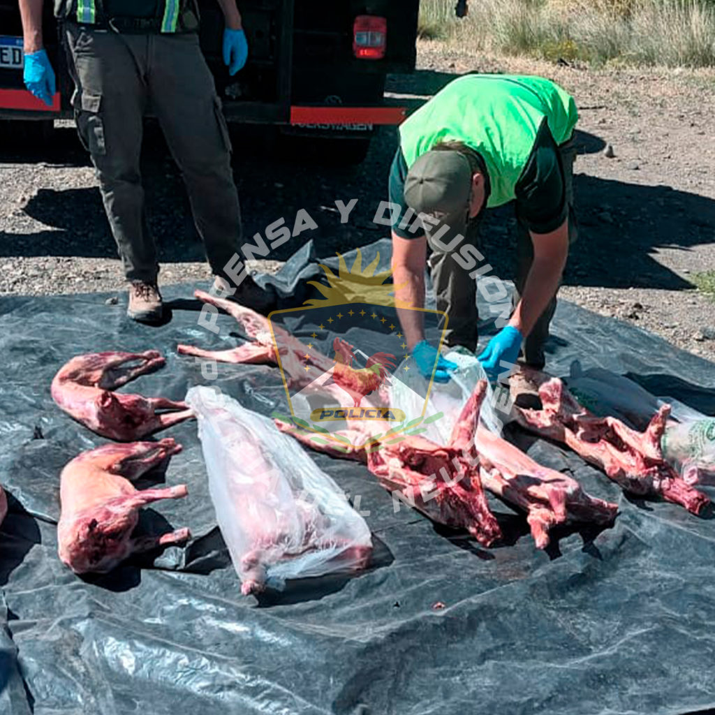 Decomisan productos y animales por irregularidades sanitarias en Las Lajas