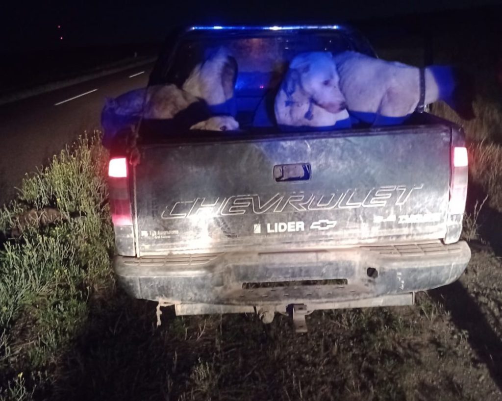 Repudiable: En diferentes operativos se encontraron a hombres con perros de caza