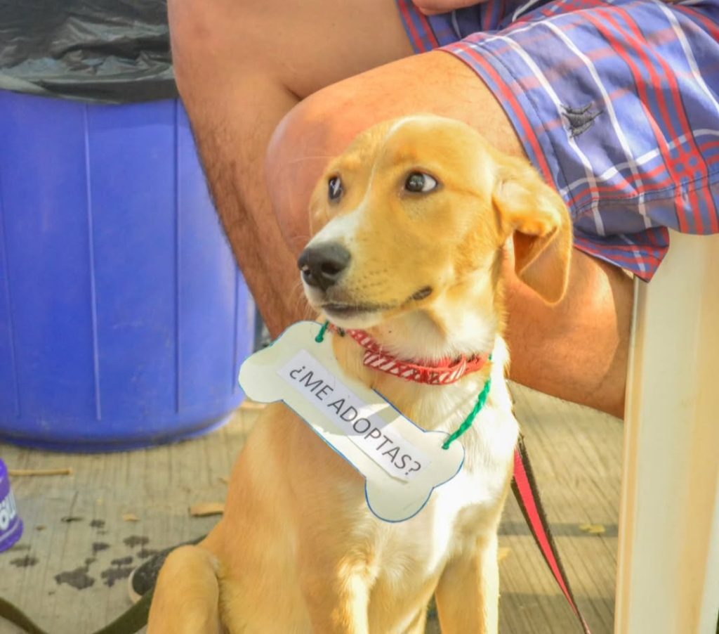 Más de 30 animales encontraron un hogar tras la Jornada de Adopción Responsable