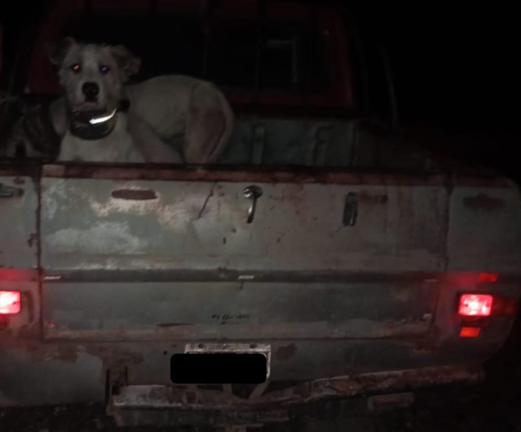 Operativo detectó a perros que eran llevados en una camioneta para cazar