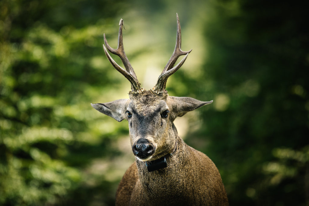 Un huemul fue visto en el Parque Nacional Lanín después de más de 30 años