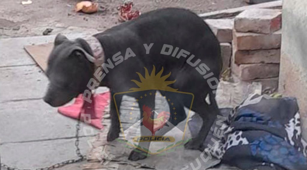 Rescataron a una perrita de maltrato y un hombre fue demorado