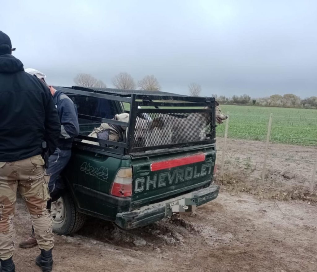 Multaron a dos hombres por irregularidades en la caza con perros