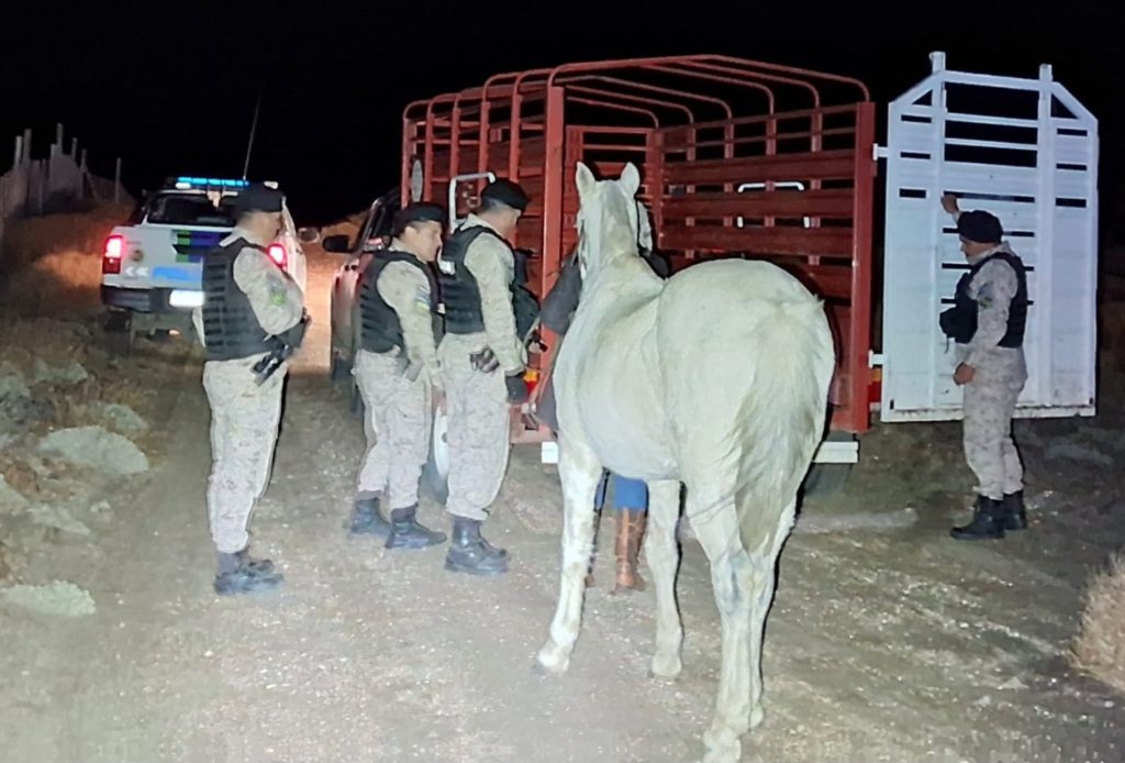 Policía recuperó un caballo sustraído en la Zona Andina
