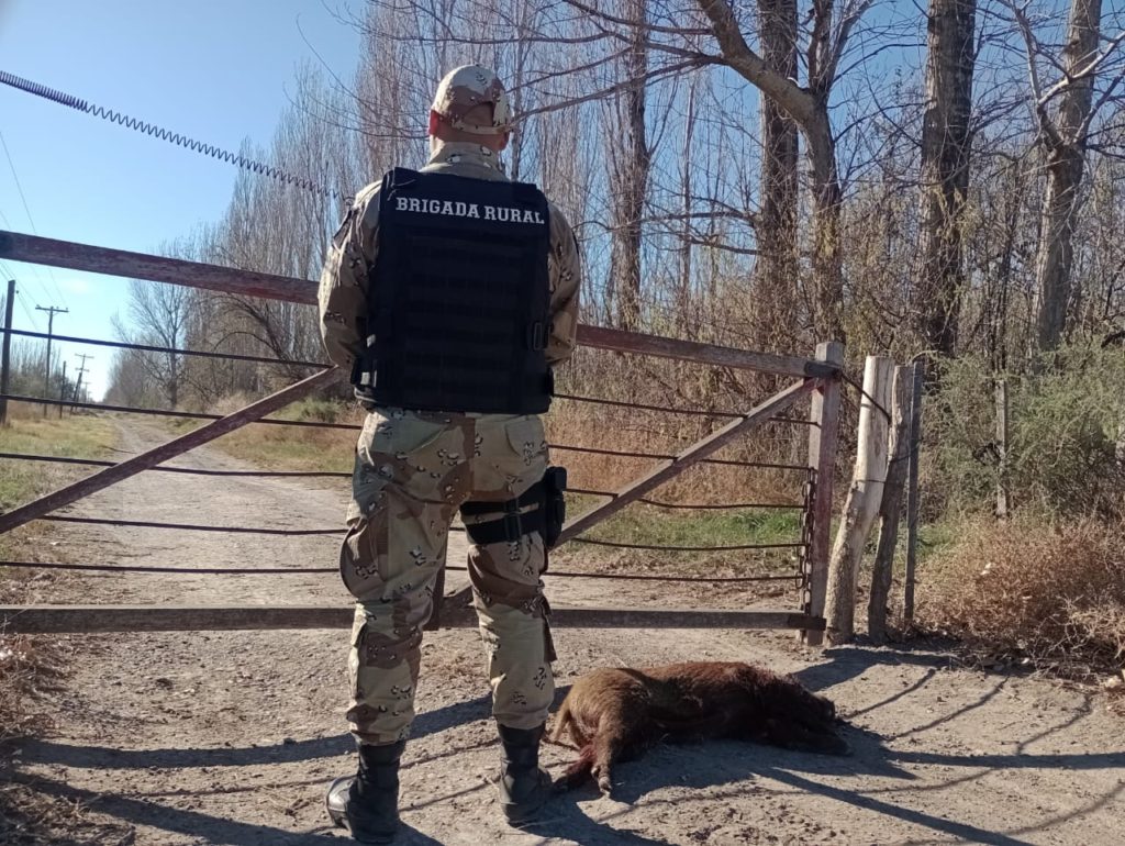 Hombre fue multado en Conesa por realizar caza de jabalíes con perros en una zona no autorizada