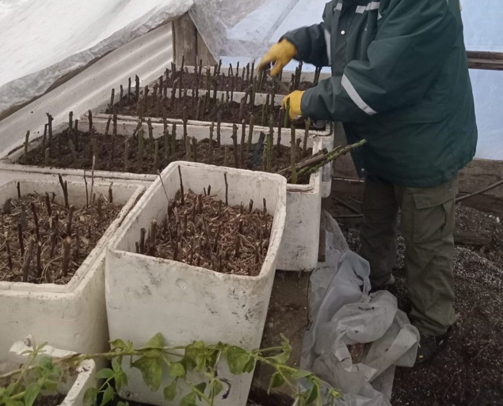 San Martín de los Andes: Entregarán esquejes por alimentos perecederos para comedores