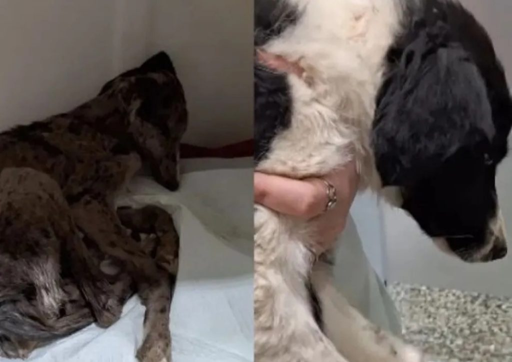 Rescataron a dos perritas enfermas y descuidadas en la Isla Jordán