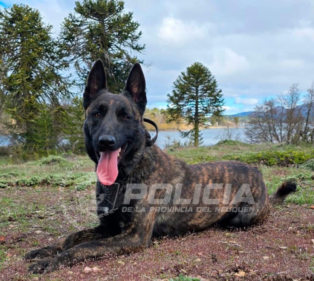 La policía neuquina ya cuenta con tres perros certificados en búsqueda de personas