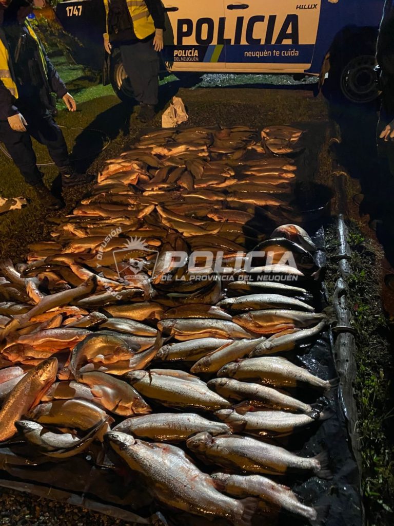 Secuestraron 170 truchas durante un operativo en la Ruta 40