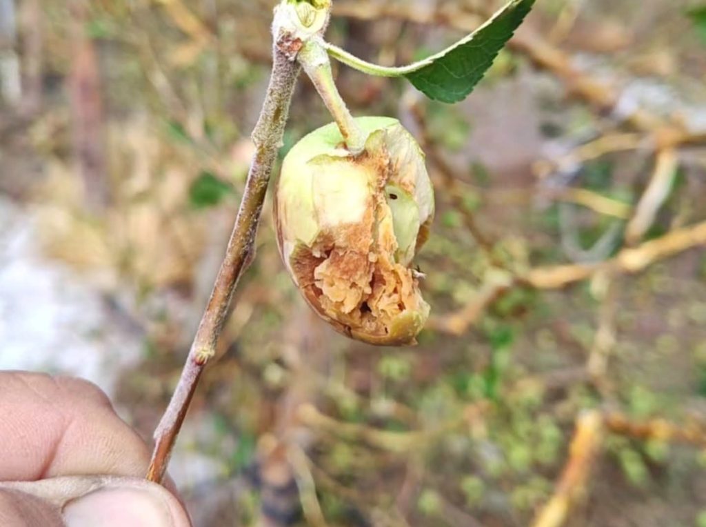 Chacareros perdieron la producción de este año y el próximo